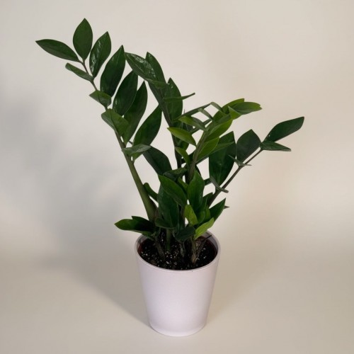 Saksıda Zamioculucas (Küçük)